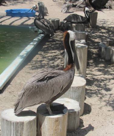 Suncoast Seabird Sanctuary