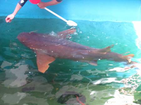 Clearwater Aquarium Shark Feeding