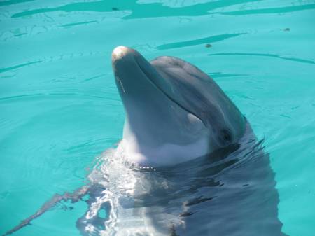 Nicholas the Dolphin @ Clearwater Aquarium