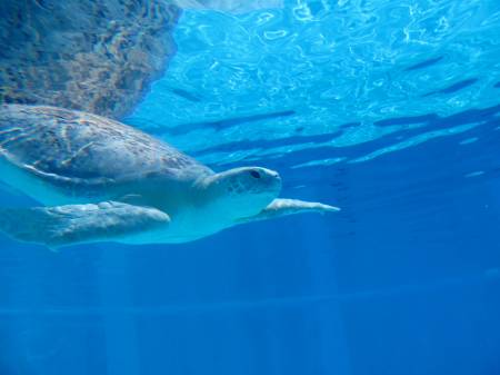 Clearwater Aquarium Turtle
