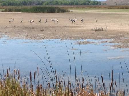 Sandhill Cranes