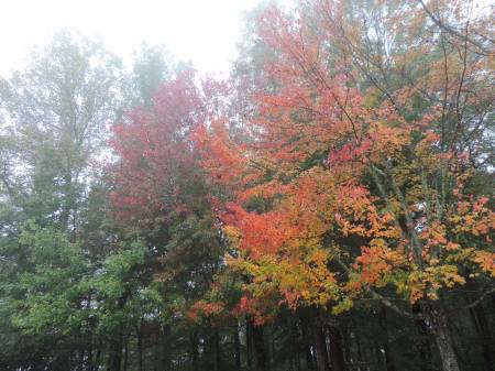Fall Colors