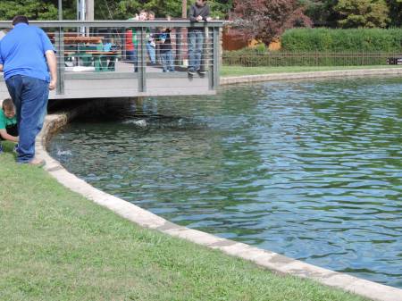 Rainbow trout feeding at Neosho