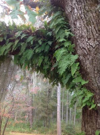 Ferns