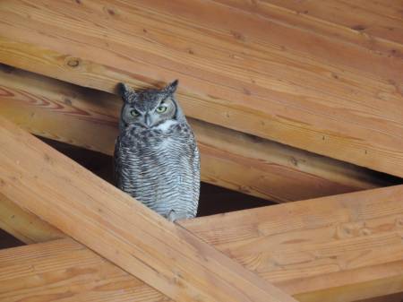 Owl at Farm &amp; Ranch Museum