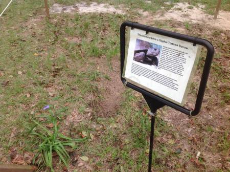 Sea a Turtle burrow