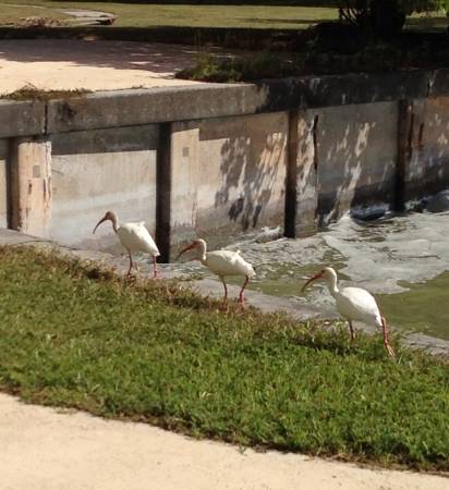 Ibis
