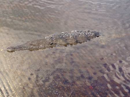 Crocodile