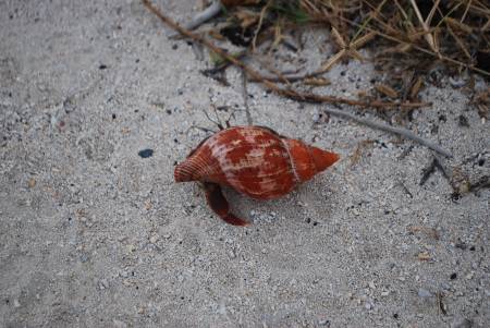 Hermit Crab