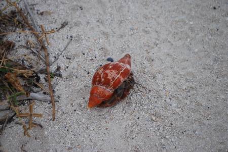 Hermit Crab 2