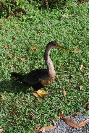 Anhinga