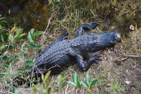 Alligator