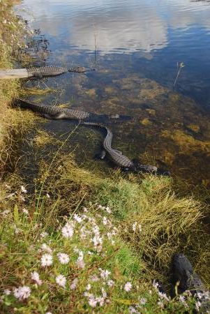 Alligators