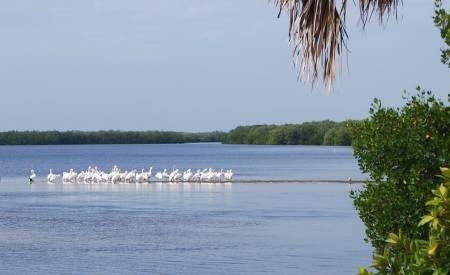 Pelican at Darling NWR