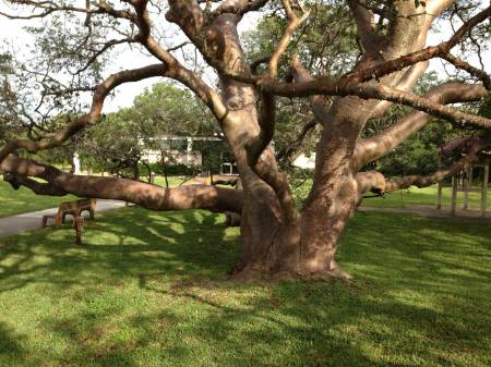 Gumbo Limbo at DeSoto