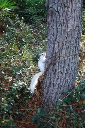 White Squirrel -FL