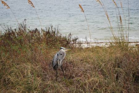 Great Blue Heron