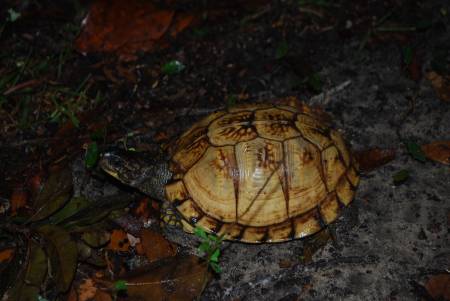Diamondback Terrapin
