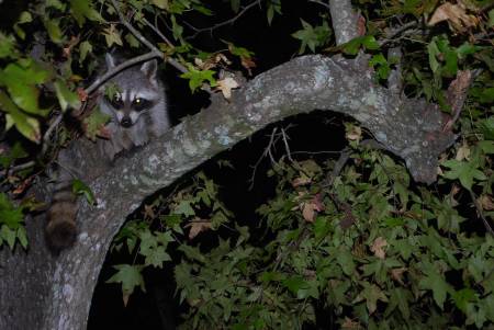 Raccoon Raider
