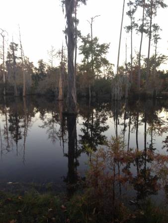 Bayou Evening