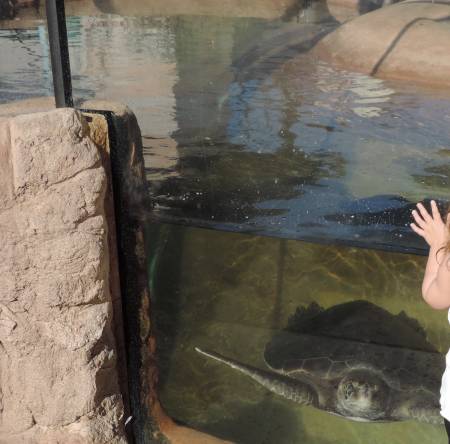 Sea Turtles Chula Vista