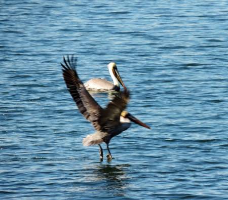 Pelicans