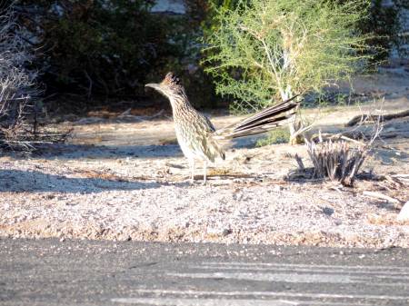 Roadrunner