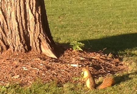 Squirrel-Missouri Valley, IA