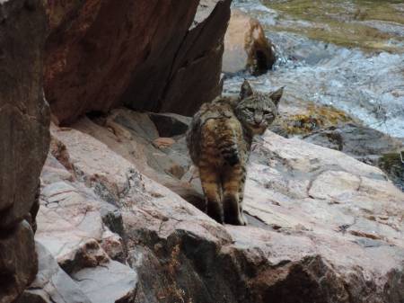 Phantom Ranch - bobcat