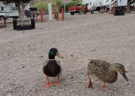 Mallards in camp