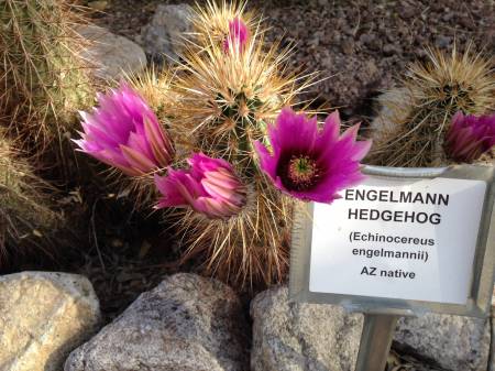 Hedgehog Cactus in Cattail Cove Cactus Garden