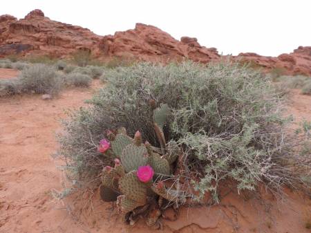 Valley of Fire - Beavertail Cactus