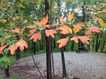 Bown CO. SP