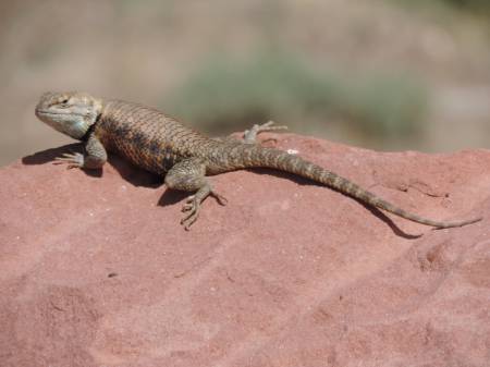 Lee's Ferry - Collared Lizard