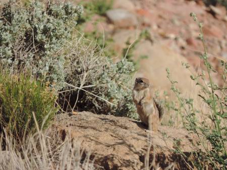 Lee's Ferry - Golden-mantled Ground Squirrel