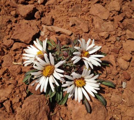 Flowers along Trail 260