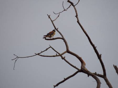 American Kestrel