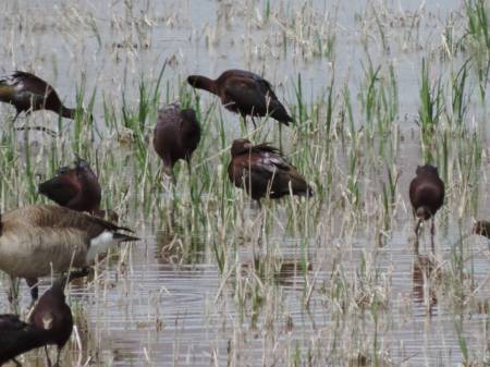 White-faced Ibis