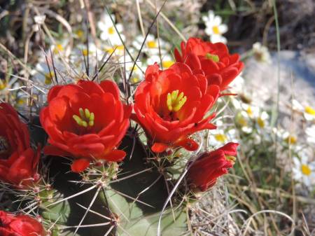 Guadalupe Mtns NP - Flowers Pinery Trail