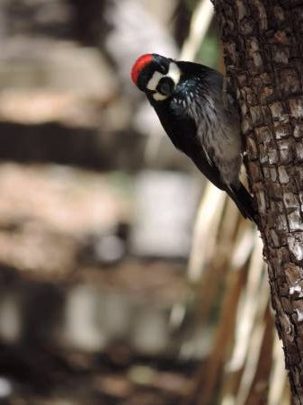 Acorn Woodpecker