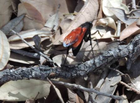 Tarantula Hawk
