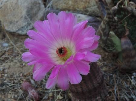 Cactus Flower