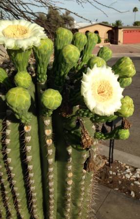 Saguaro blooms