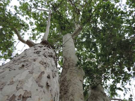 Arizona White Sycamore
