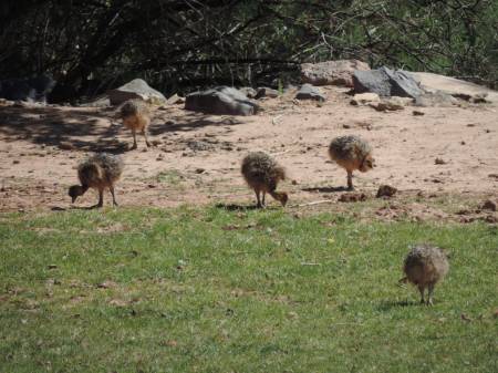 Ostrich babies