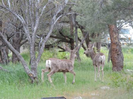 Mule Deer at Great Basin