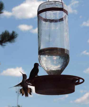 Gila Cliff Dwelling hummers