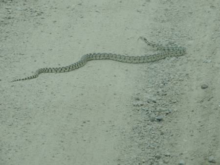 Gopher Snake - Strawberry Creek Rd