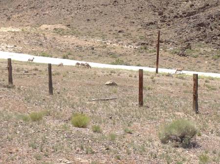 Big horn sheep along US 6
