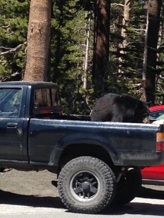Mammoth - Bear in truck
